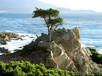 Highlight for Album: 17-mile drive