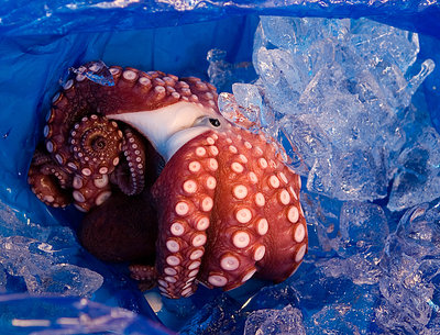 octopus