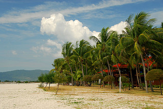 coconut trees along pantai cenang