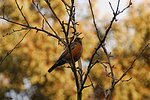 bird in my tree